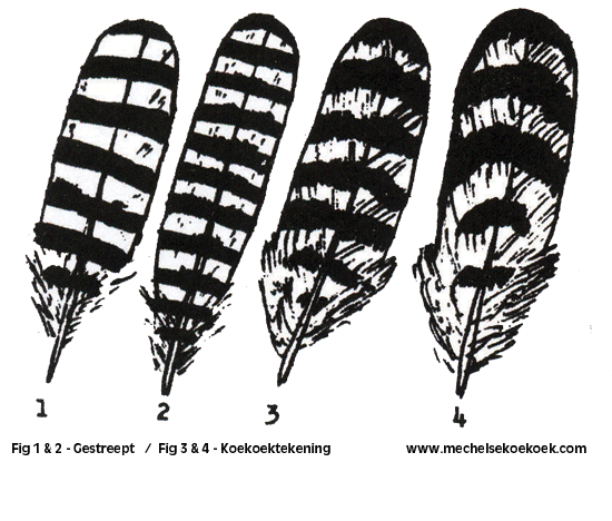 Mechelse koekoek koekoekkleur gestreept verschil